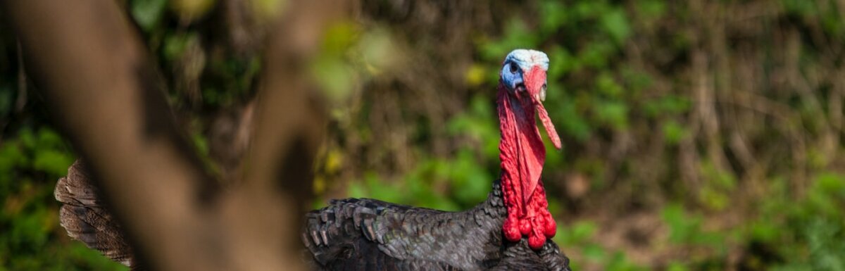shallow focus photography of male black turkey