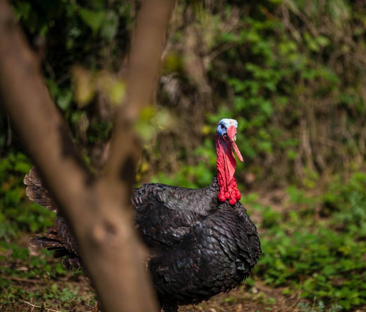 shallow focus photography of male black turkey