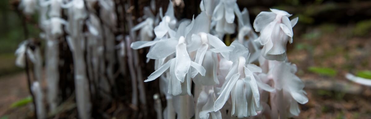 forest ghost flower meaning