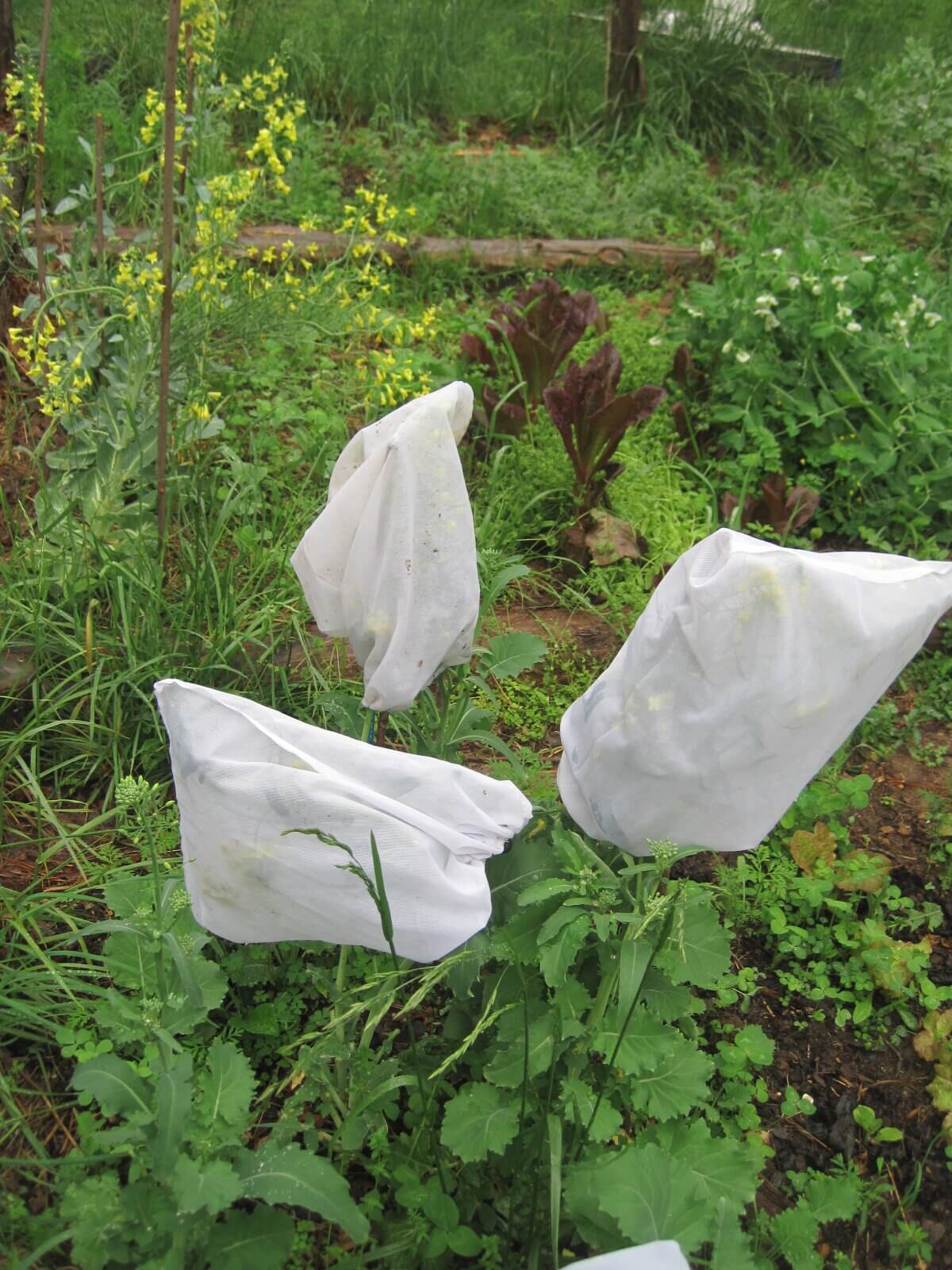 How to Save Brassica oleracea Seeds • Insteading