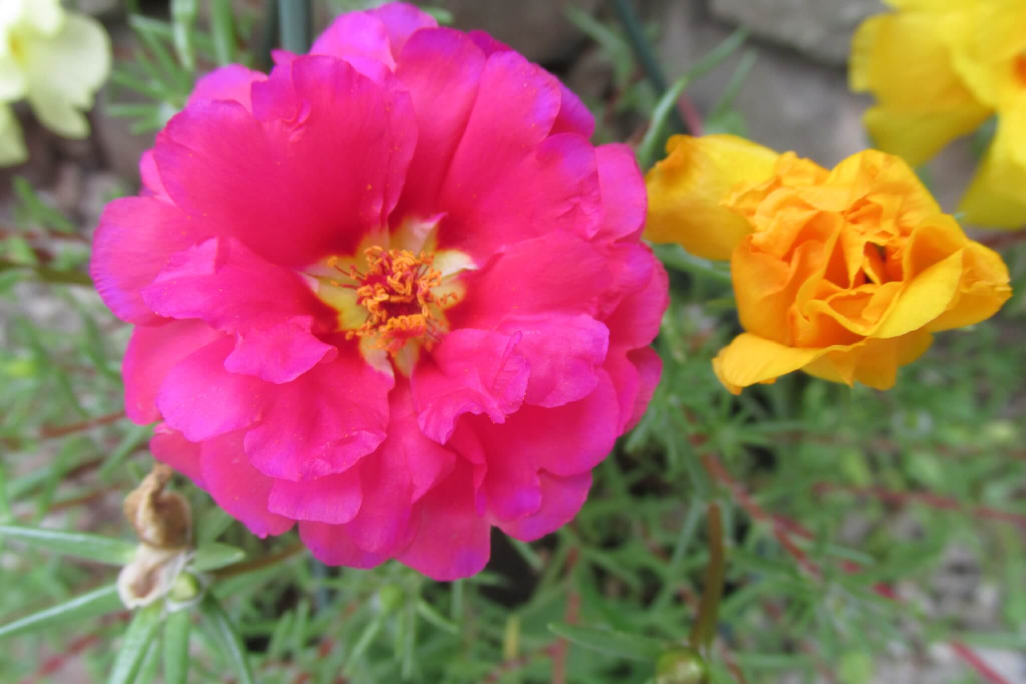 Growing Moss Rose From Seed to Seed • Insteading