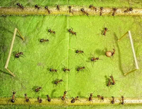 ants playing soccer