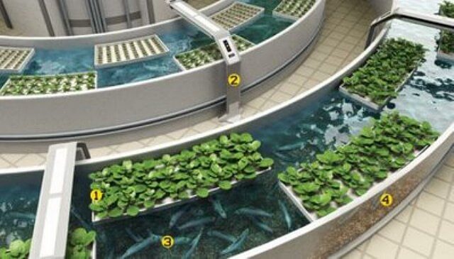 aquaculture and hydroponics