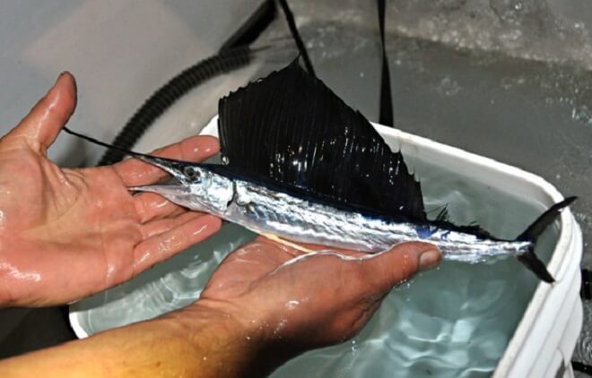 baby-sailfish-12-inches-long