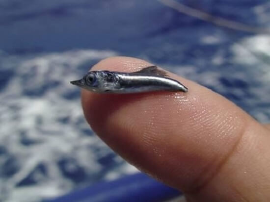 blue-marlin-dorsal-fin-grows