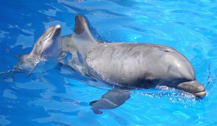 dolphin calf