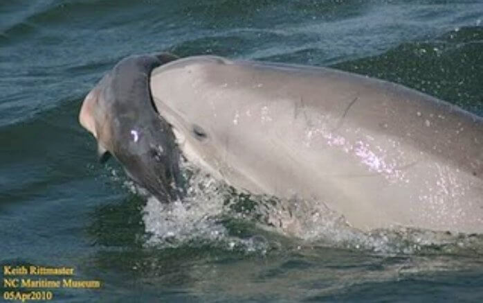dead baby dolphin