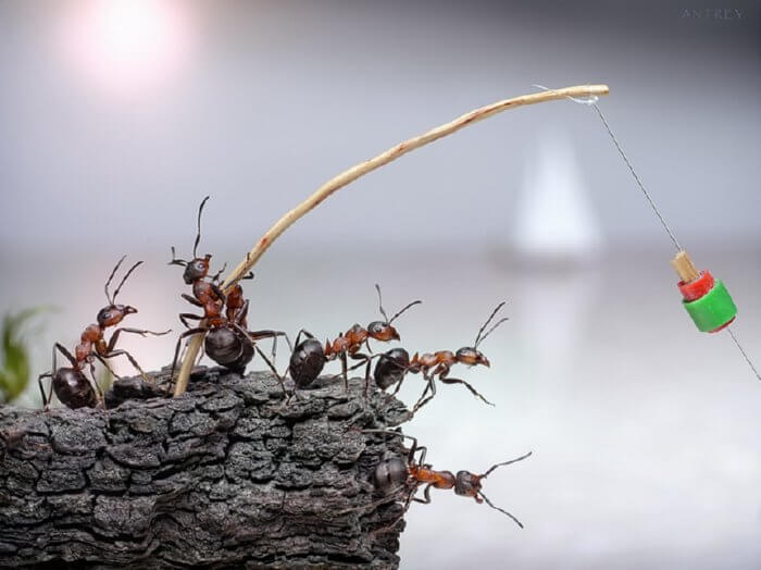crickets-and-ants-4.jpg