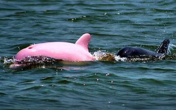 pink dolphin in gulf