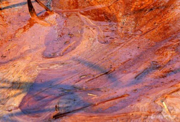 oil in marshland BP oil spill